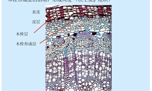 赤小豆黑豆一起煮的功效和作用-赤小豆和薏米的功效与作用,中国赤小豆炒吃的作用及禁忌网站
